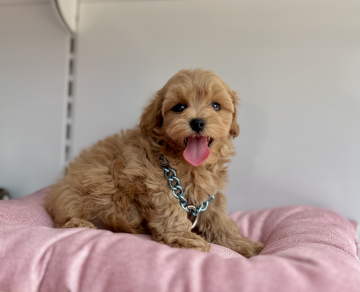 Maltipoo son jenerasyon yavrularımız